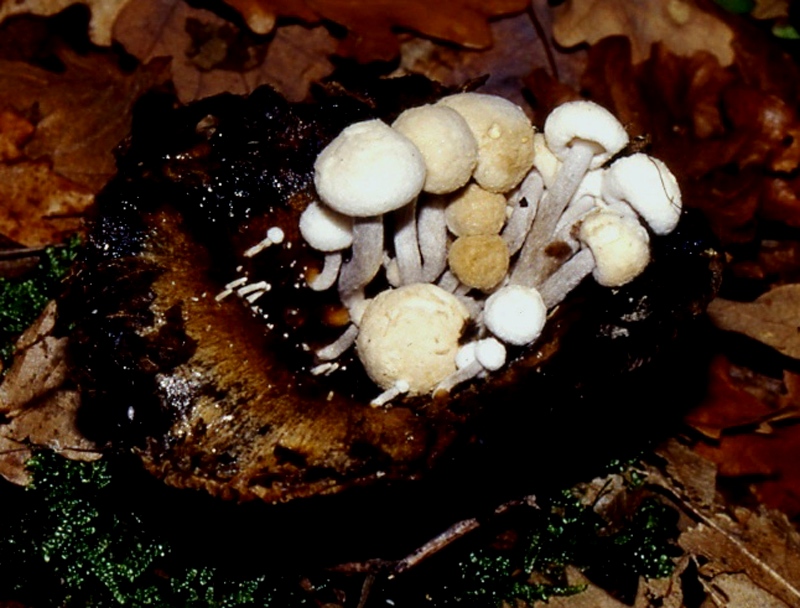 Asterophora lycoperdoides